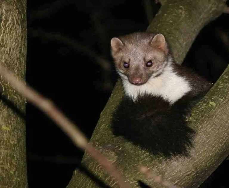 steenmarters steenmarters